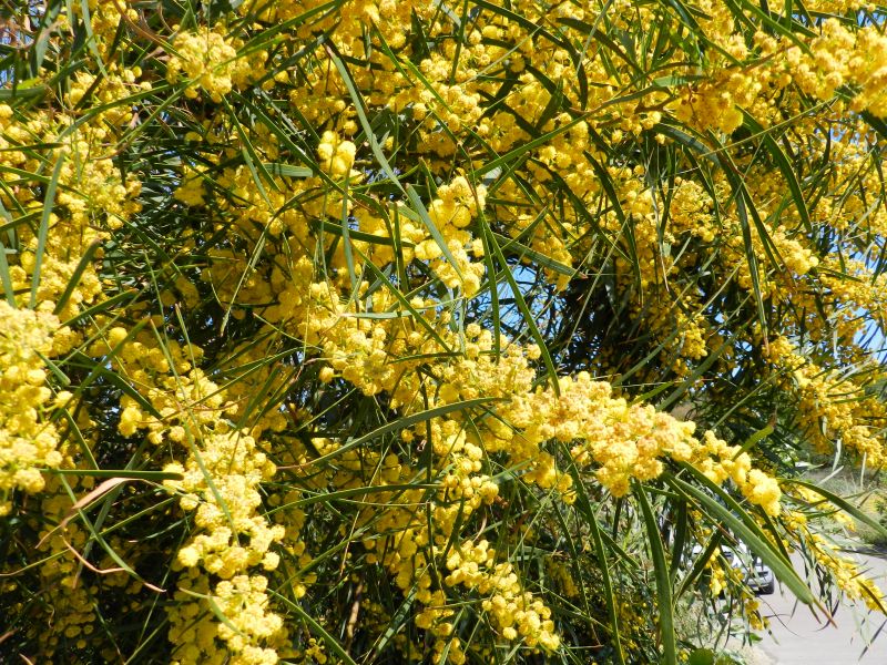 Acacia retinodes ??